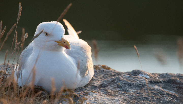 Influenza Aviaire dans les Côtes d’Armor : ce qu’il faut savoir...